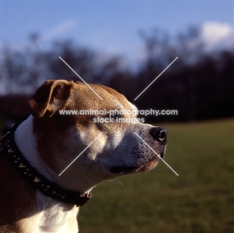 Staffordshire bull terrier head shot
