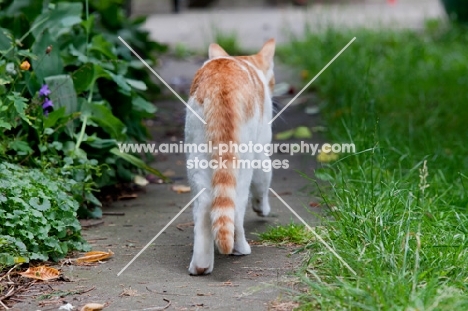 Ginger and white cat walking away from camera
