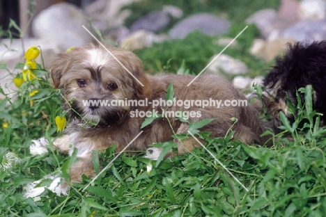 Russian Bolonka (aka Bolonka zwetna), puppy