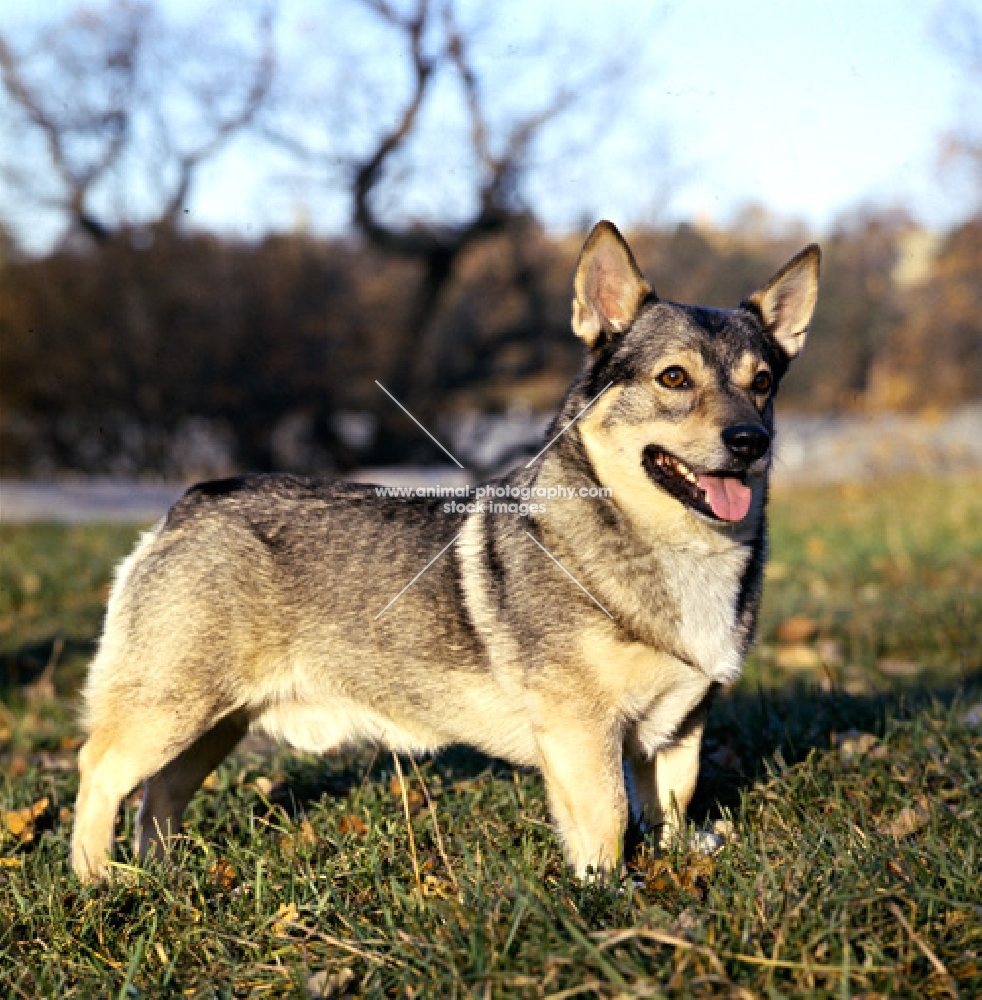 swedish vallhund in sweden standing in grass