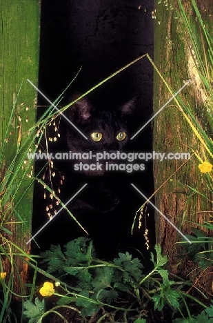 black Asian cat peering through fence