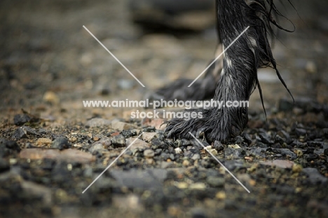 english setter front paws on gravel road