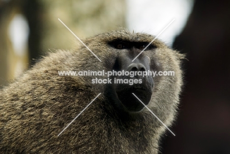 Baboon looking at camera