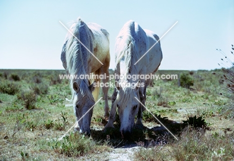 two camargue pnies grazing together