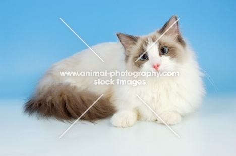 blue bi-colour ragdoll cat, lying down