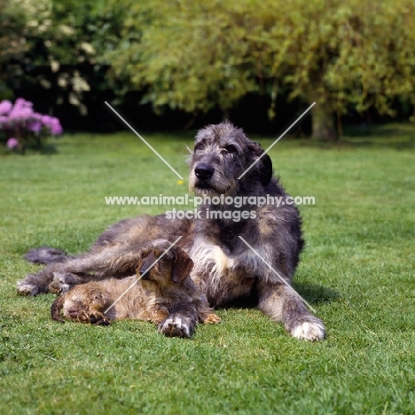 champion irish wolfhound and champion miniature wire haired dachshund