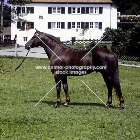 korporal, württmberger stallion at marbach