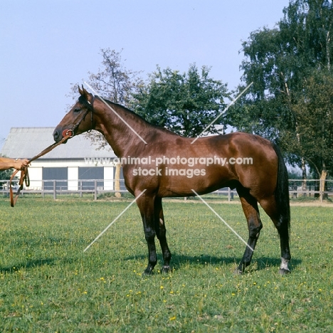 lord pit, german trotter