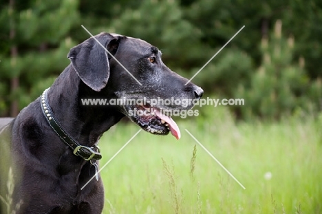 Black Great Dane standing in long grass.