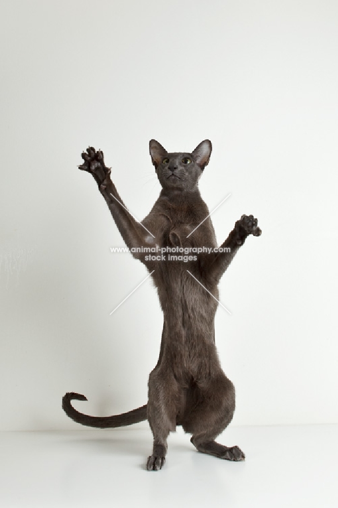 oriental shorthair cat with both legs up