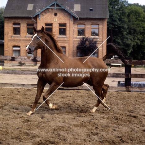 donau flamme, trakehner mare trotting in paddock at trakehner gestüt rantzau