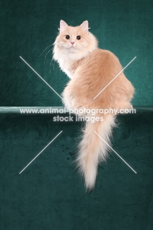Siberian cat, back view, looking back