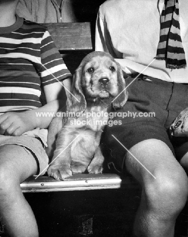 Cocker Spaniel puppy sitting in between children