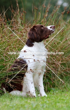 Dutch Partridge dog sitting