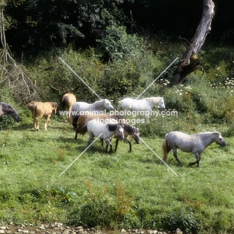 group of Highland Ponies walking in meadow at Nashend Stud