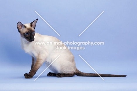 1 year old seal point Siamese sitting down