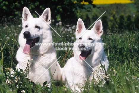 two White Swiss Shepherd Dogs
