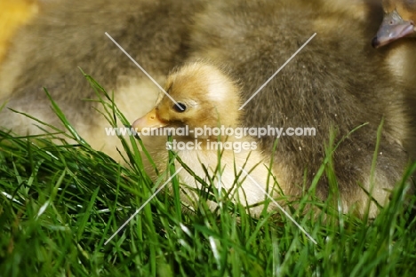 Call duckling on grass