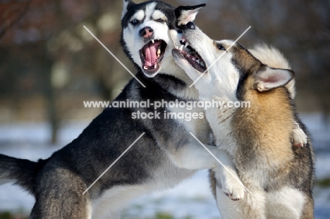 Two siberian huskies playing together