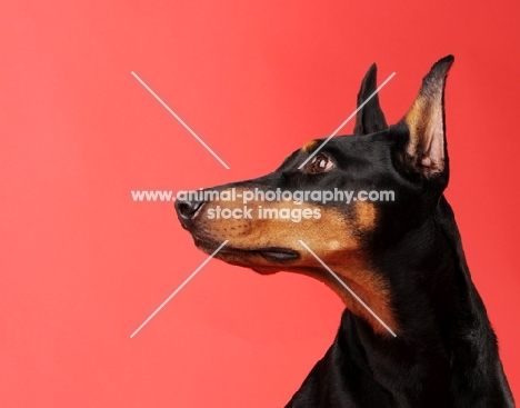 Dobermann on red background