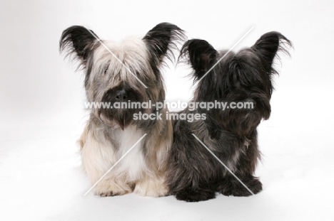 Skye Terrier in studio (Santlin Suitably Tired and Santlin Shop A Holic)