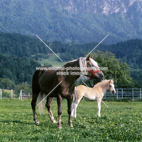 Haflinger mare with her foal at Ebbs