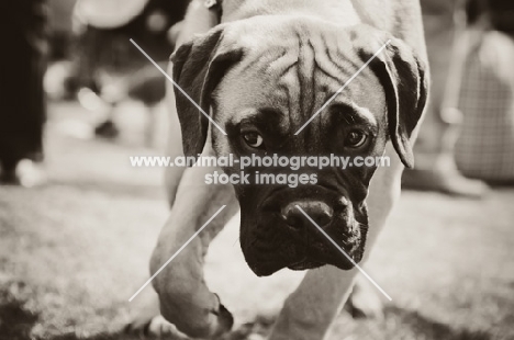 young Bullmastiff in black and white
