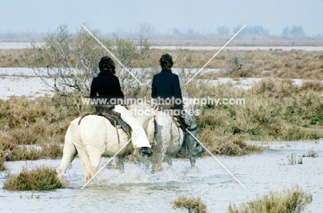 two camargue ponies being ridden through water