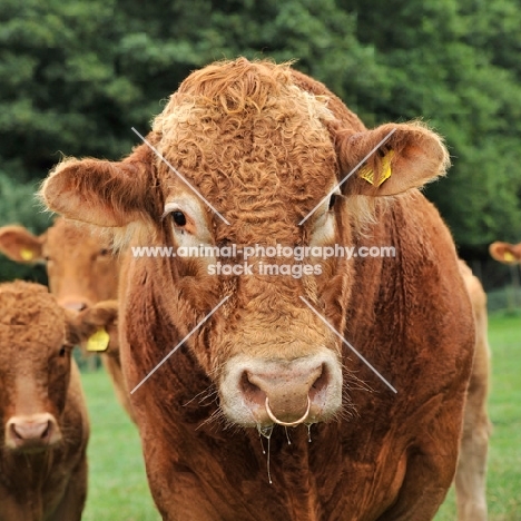 south devon bull