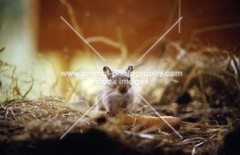 gerbil with carrot and straw