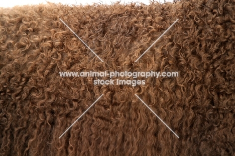 Australian Champion Irish Water Spaniel coat