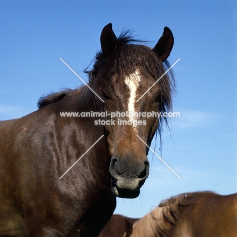 Finnish Horse looking at camera  at Ypäjä