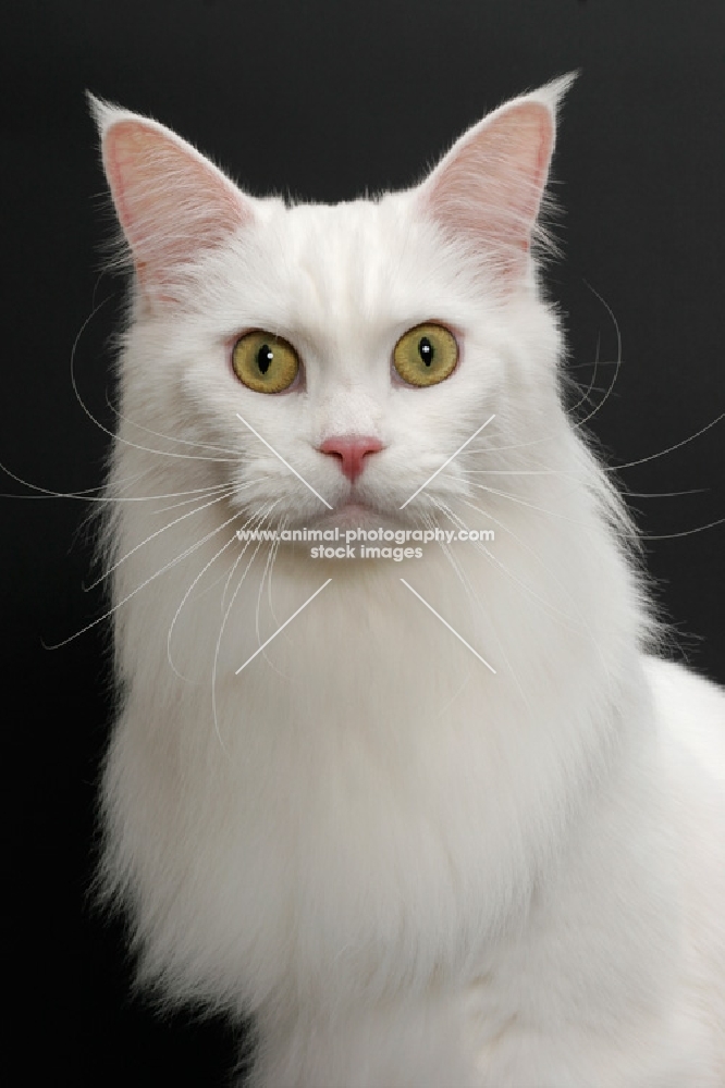 white Maine Coon on black background, portrait