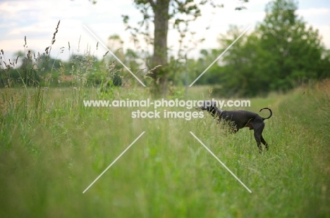 black italian greyhound smelling the grass