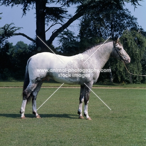 Appaloosa stallion