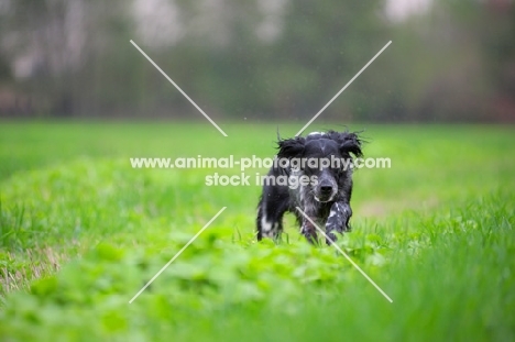 black and white English Setter running in a field of grass