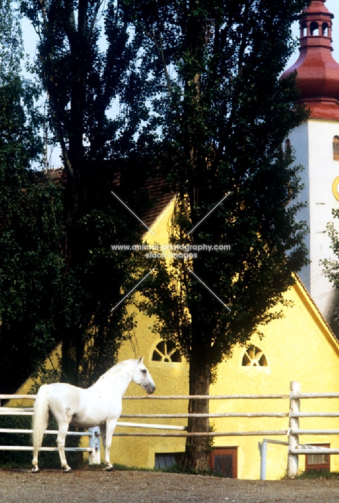 lipizzaner stallion at piber