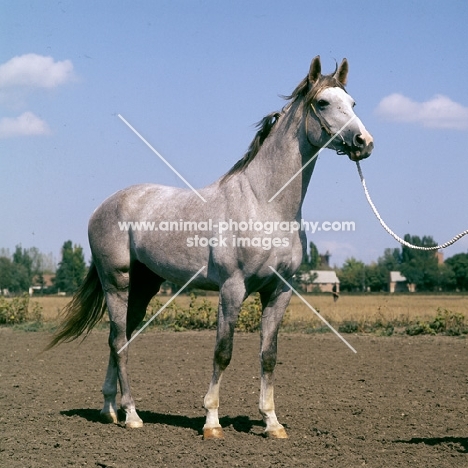 zement, tersk stallion at hippodrome piatigorsk, 
