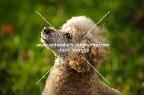 apricot coloured toy Poodle