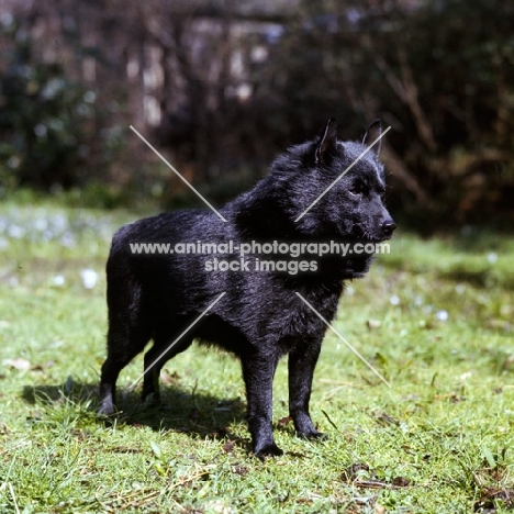 champion schipperke side view