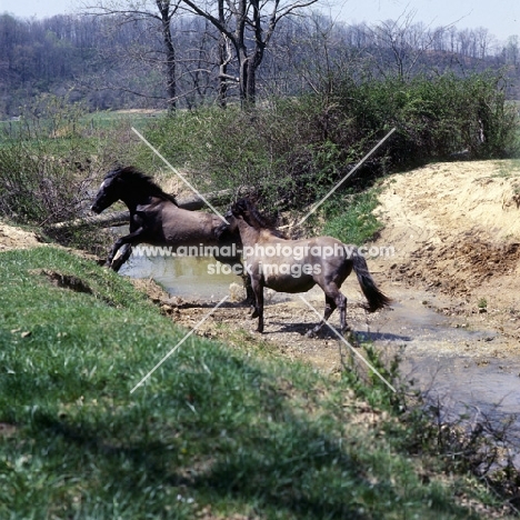 two mustang mares climbing up river bank in usa
