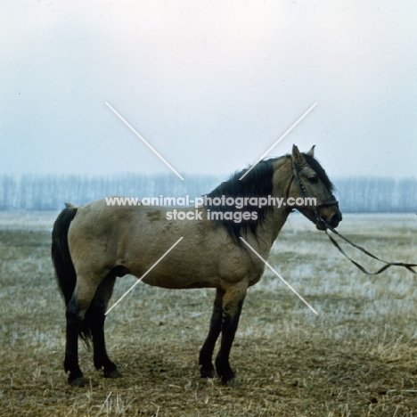 Bashkir in Russia