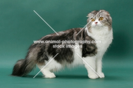 Silver Classic Tabby & White Scottish Fold Longhair
