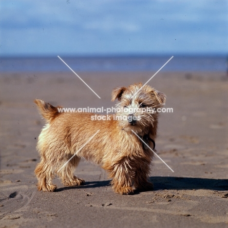 norfolk terrier standing on a beach, nanfan sage
