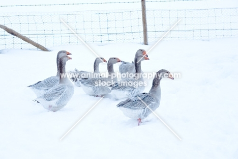 group of Steinbacher geese in winter