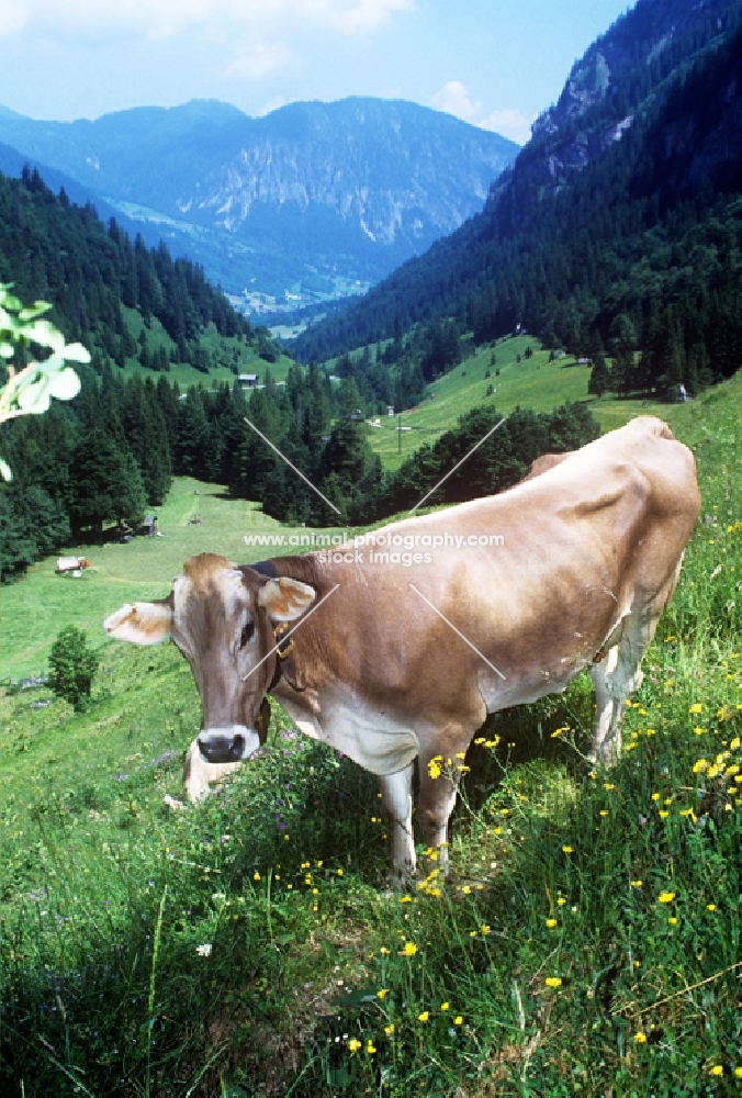 brown swiss cow standing in the alps