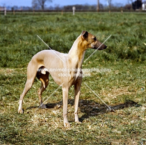 champion whippet looking away