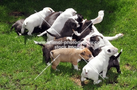 lots of young Bull Terrier puppies