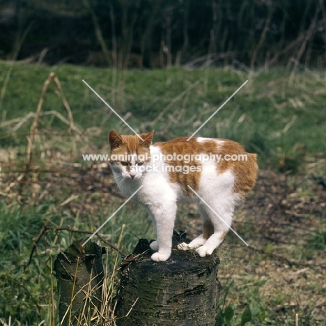 manx cat perching on a log