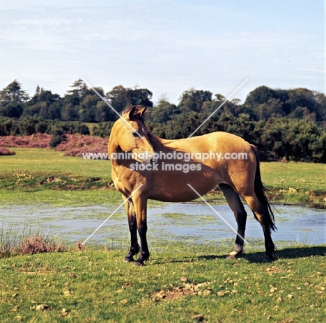 new forest mare in the new forest 